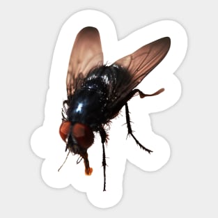 Pretty Giant Fly for Insect Lovers Sticker